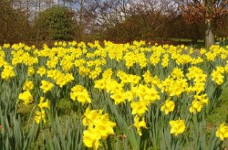 Daffodil Project